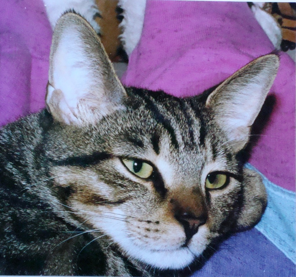 kater kater