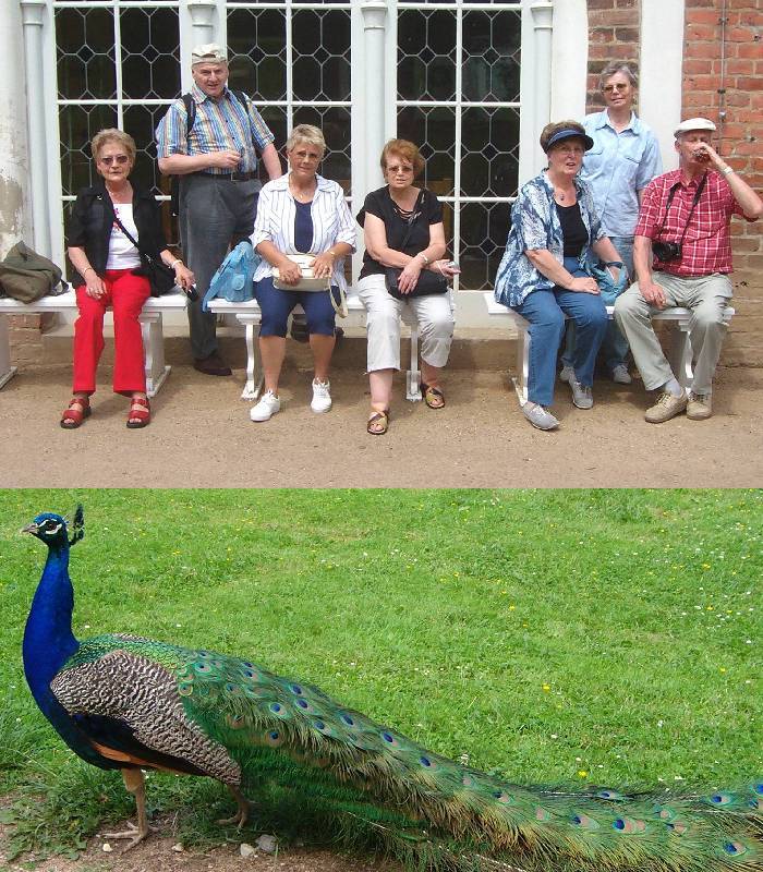 Pfau Pfau