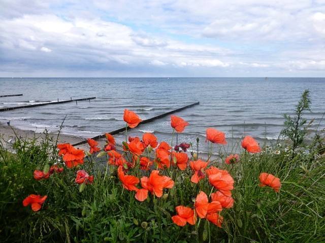 Rilo hat noch diese schönen Mohnblumen eingefangen Rilo hat noch diese schönen Mohnblumen eingefangen