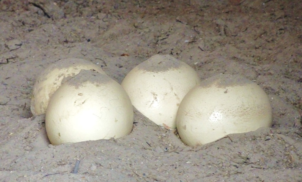 Strauß Strauß