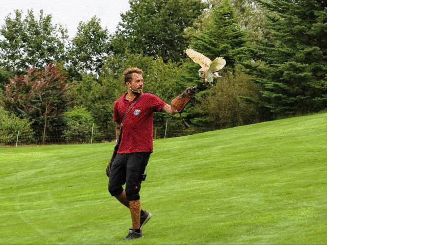 Flugshow Flugshow