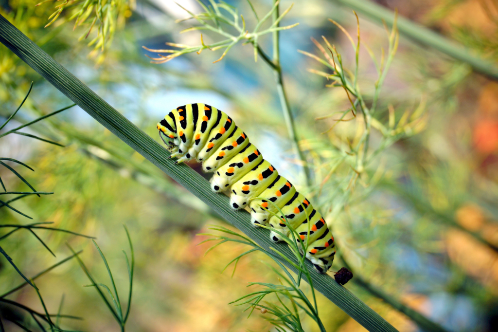 Schmetterlingsraupe in Nahaufnahme Schmetterlingsraupe in Nahaufnahme