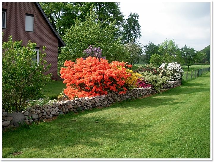 Blumen Blumen