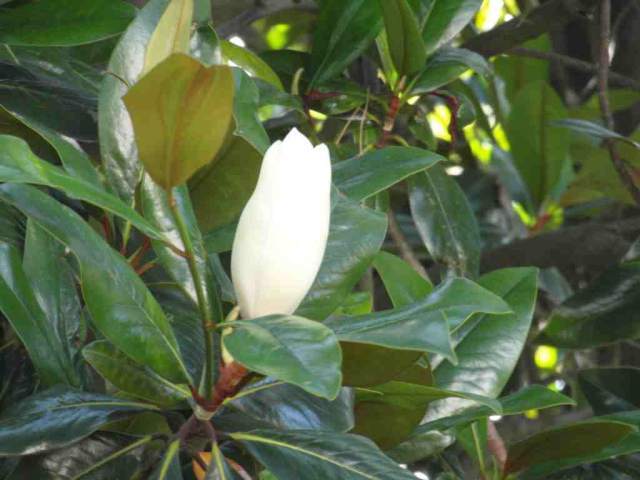 Blüte Blüte