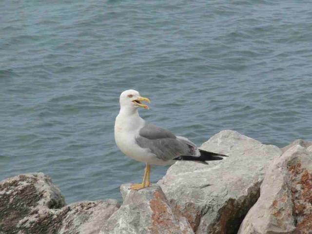 Möwe Möwe