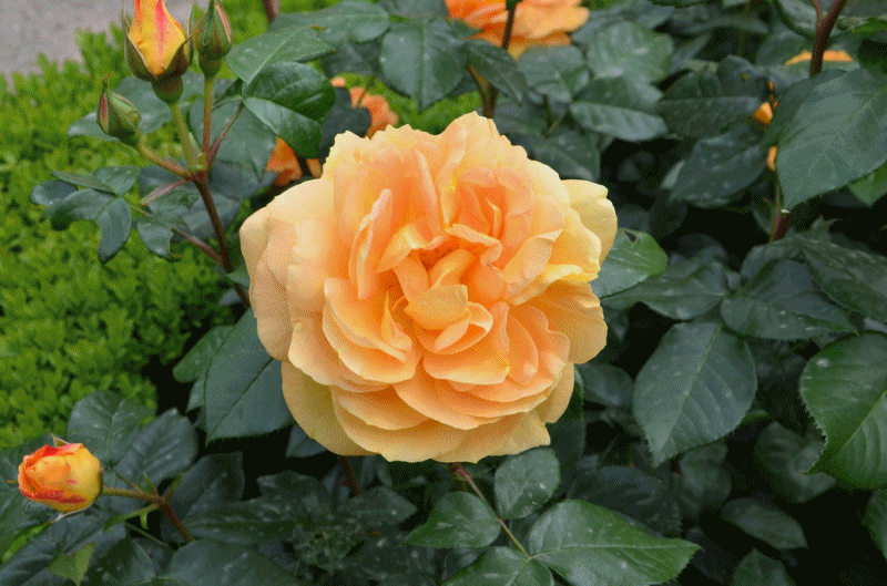 Rosen-Gif Rosen-Gif