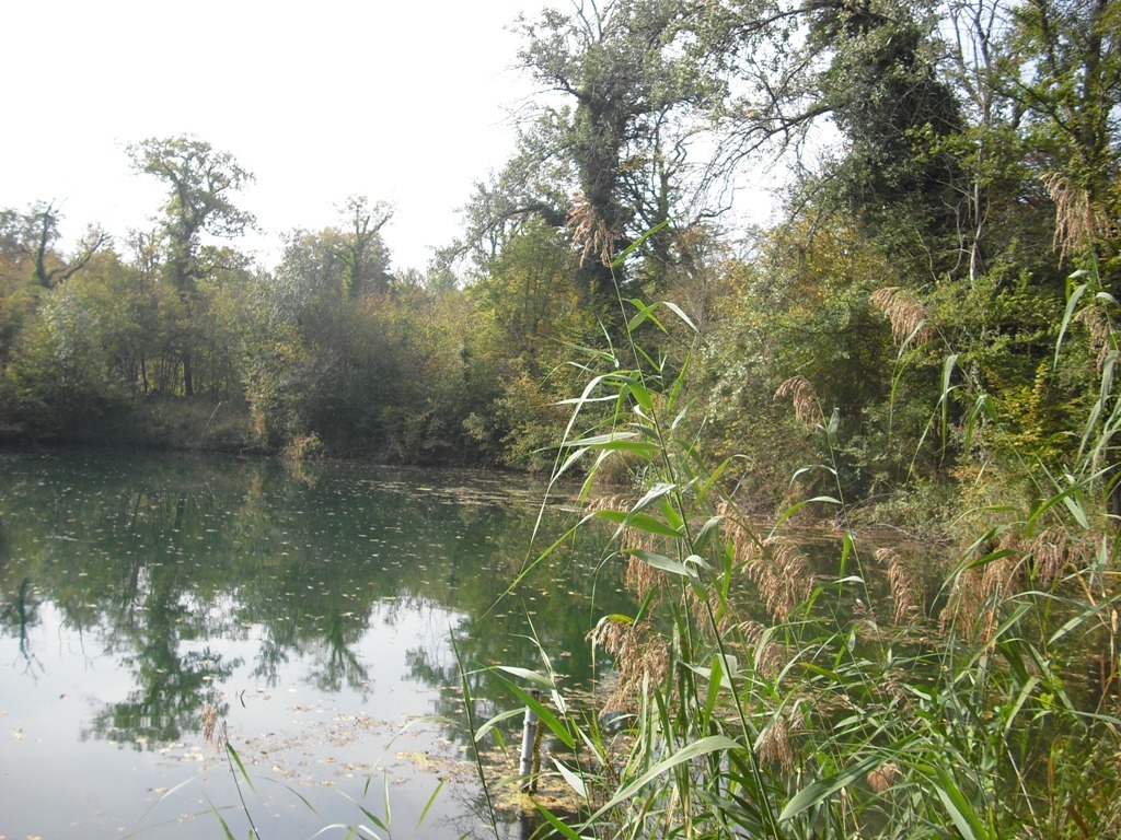 Weiher Weiher