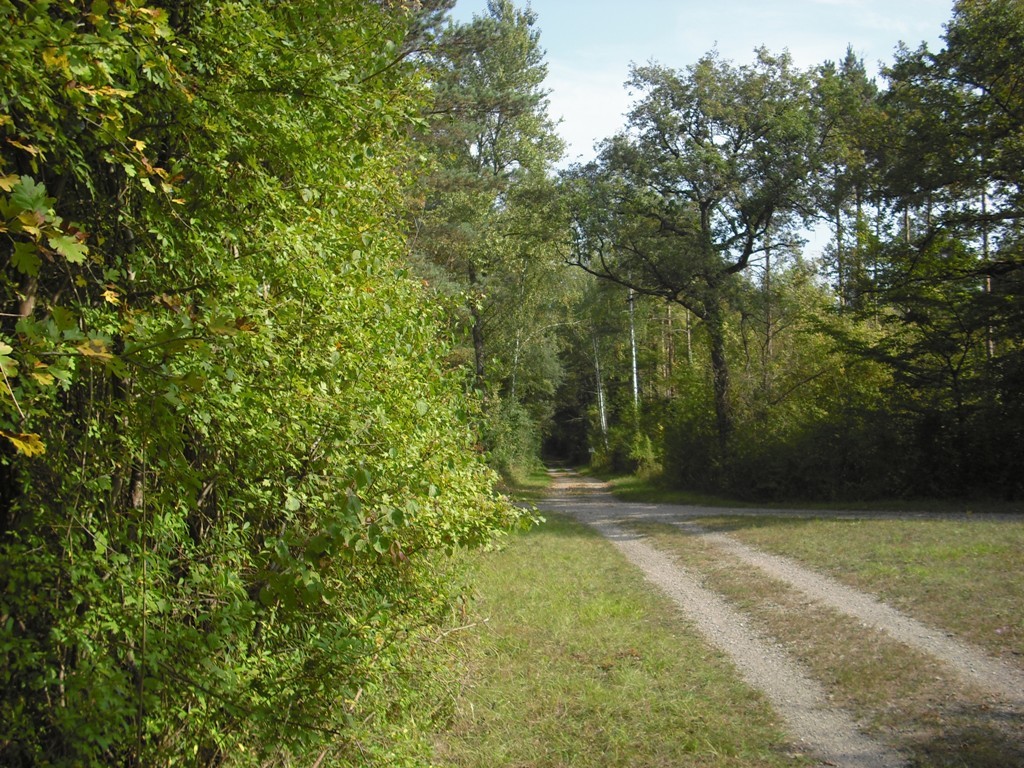 Waldweg Waldweg