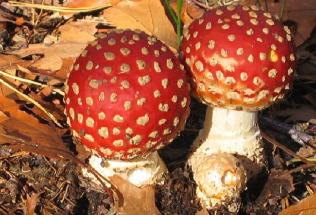 nun wird`s herbstlich nun wird`s herbstlich
