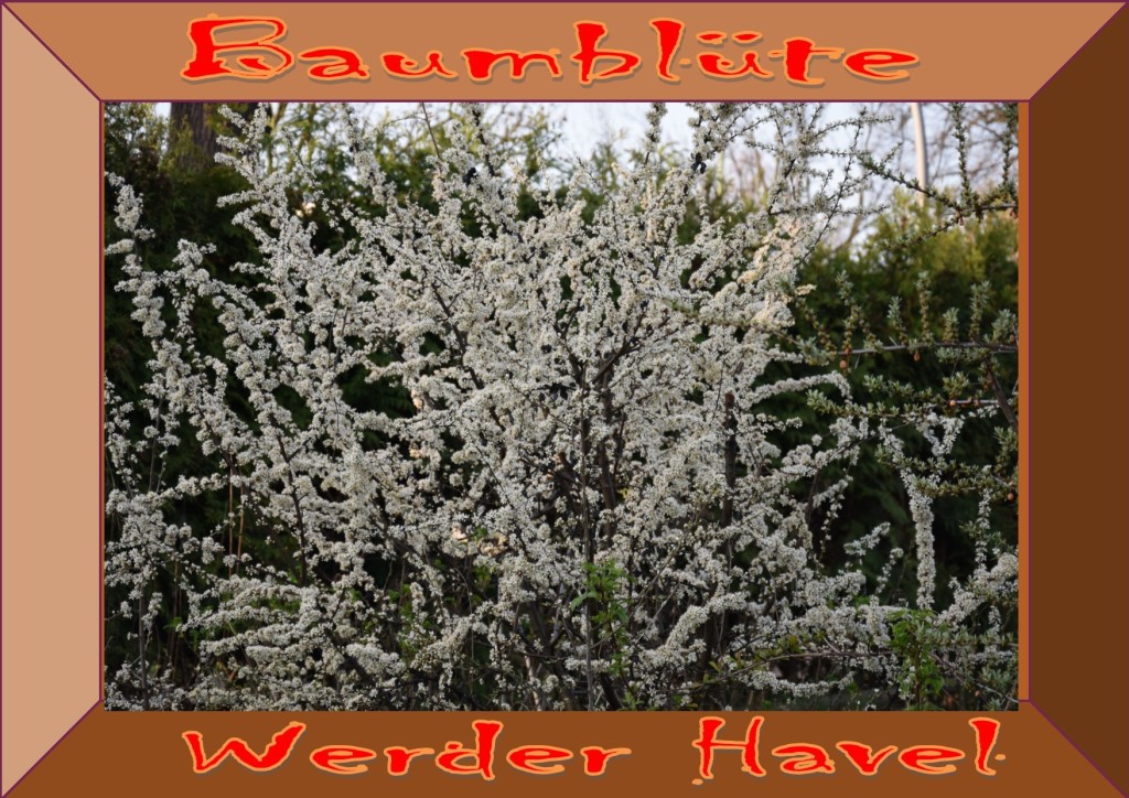 Werder Werder