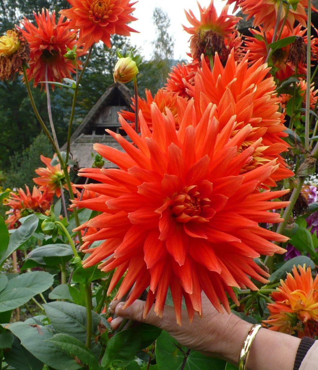 Vogtsbauernhöfe 29 Vogtsbauernhöfe 29