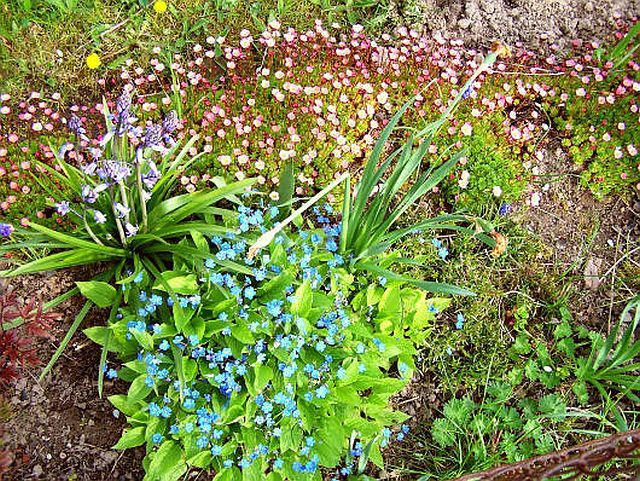 Frühling Frühling