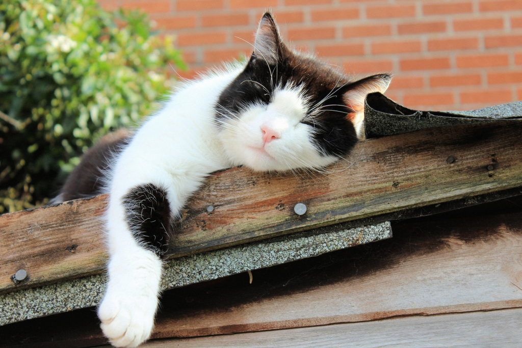 schlafende Katze auf einem Dach schlafende Katze auf einem Dach