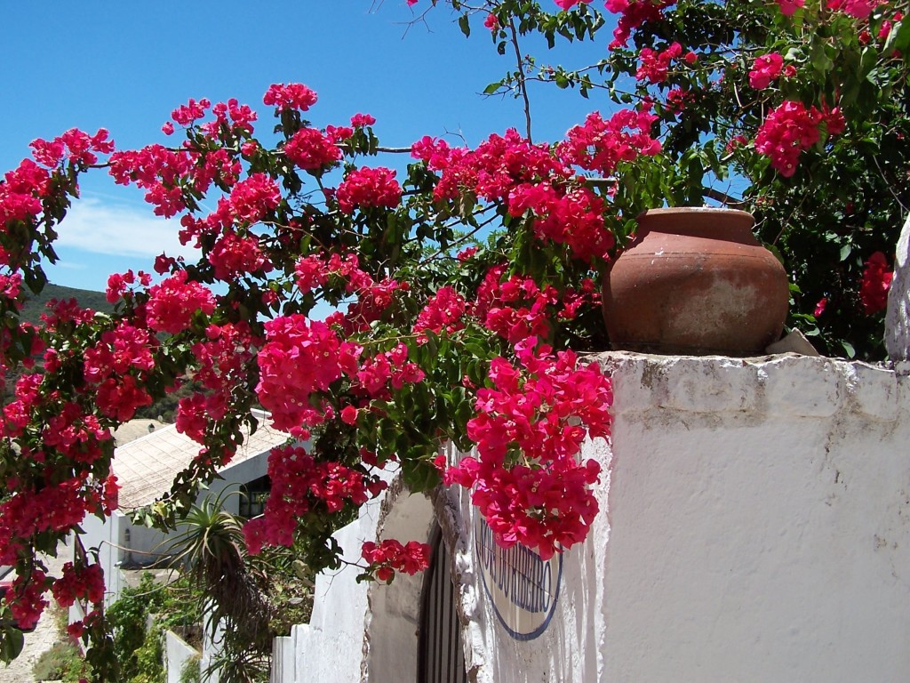 Silves Silves