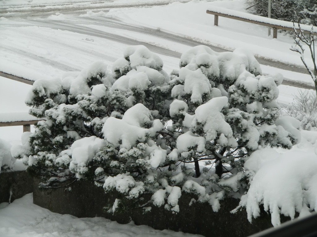 cimg745 - Winter cimg745 - Winter