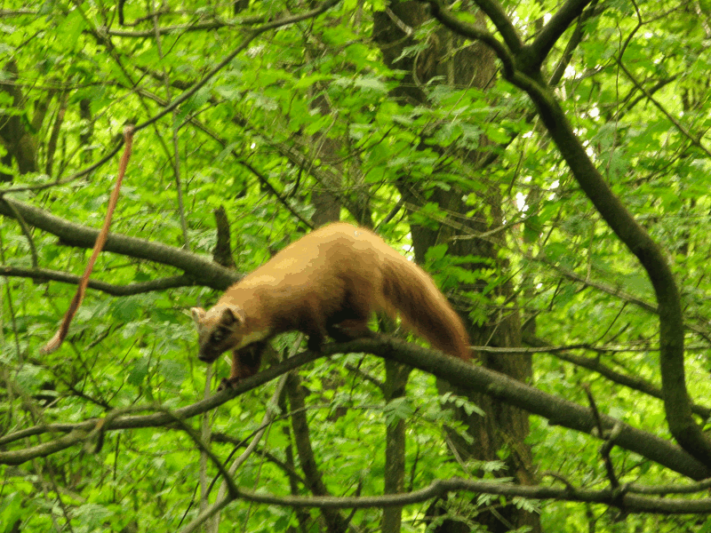 baummarder baummarder