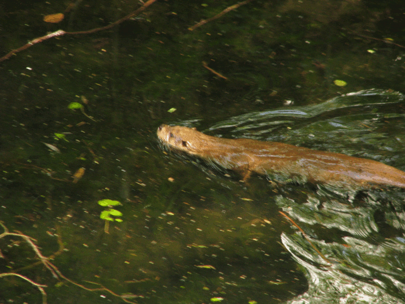 fischotter fischotter