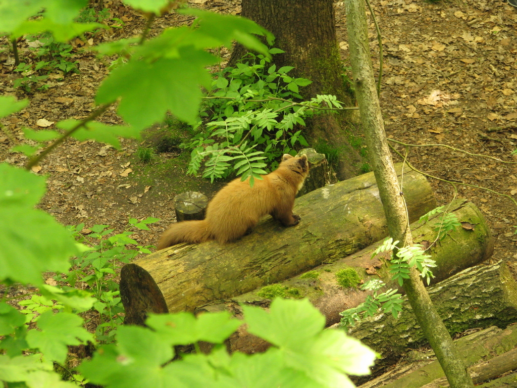 Baummarder Baummarder