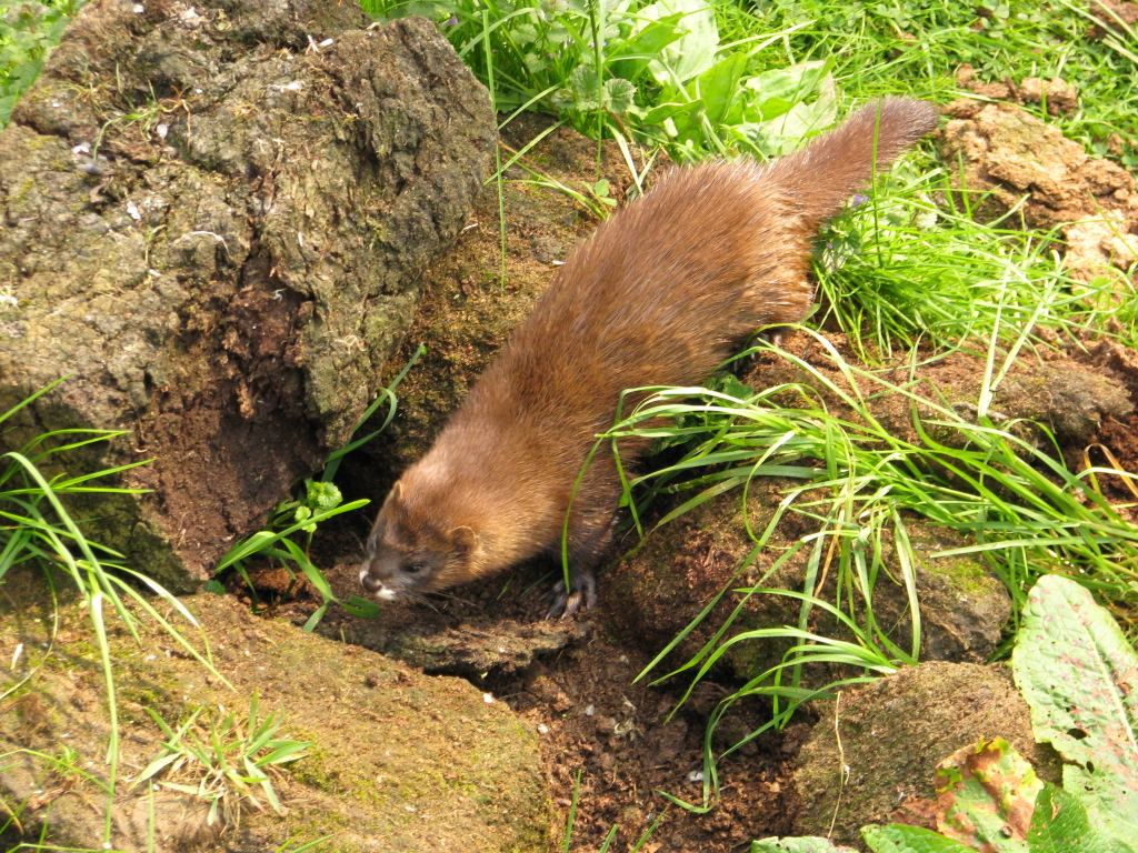Mink Mink