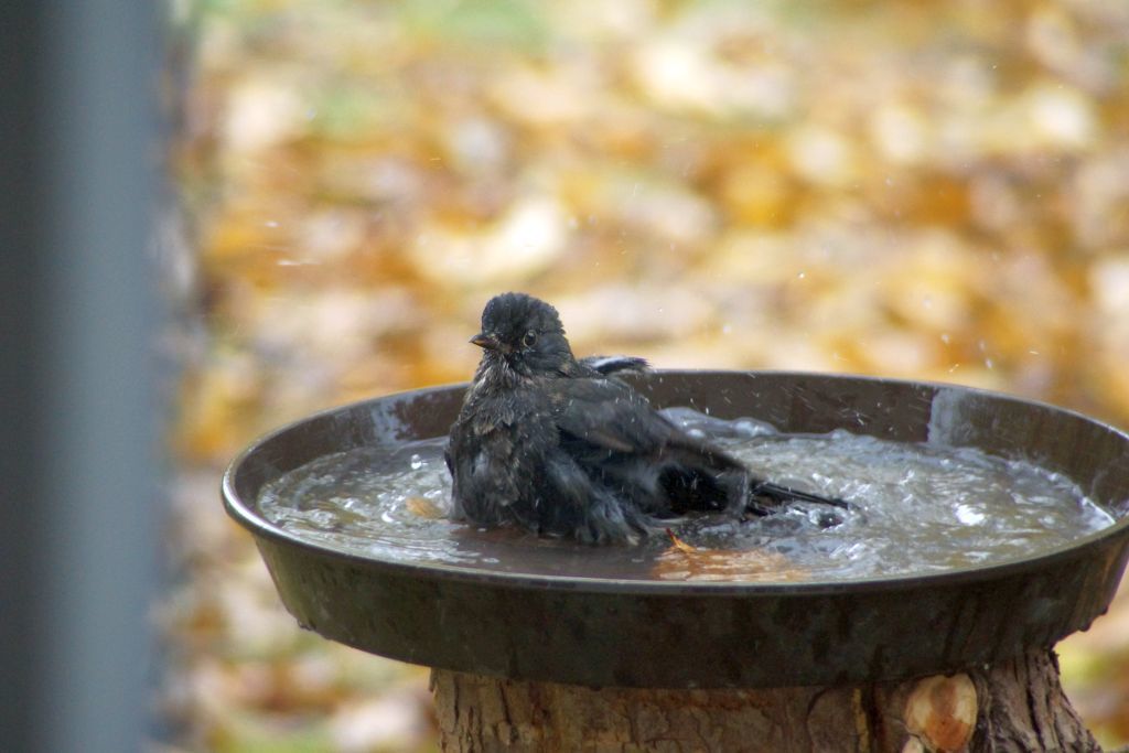 vogel vogel
