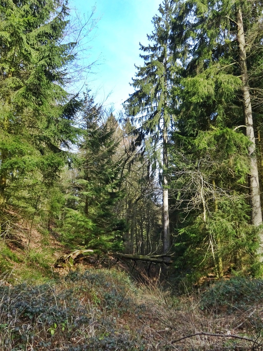 Bild 009 Bild 009