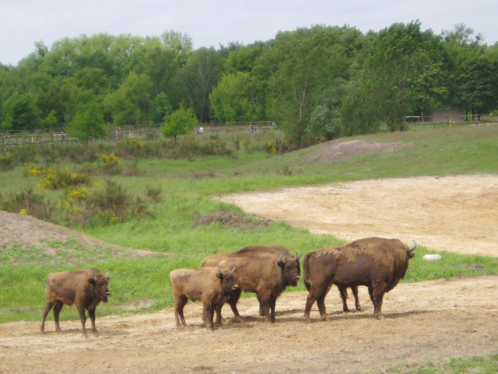 heide heide
