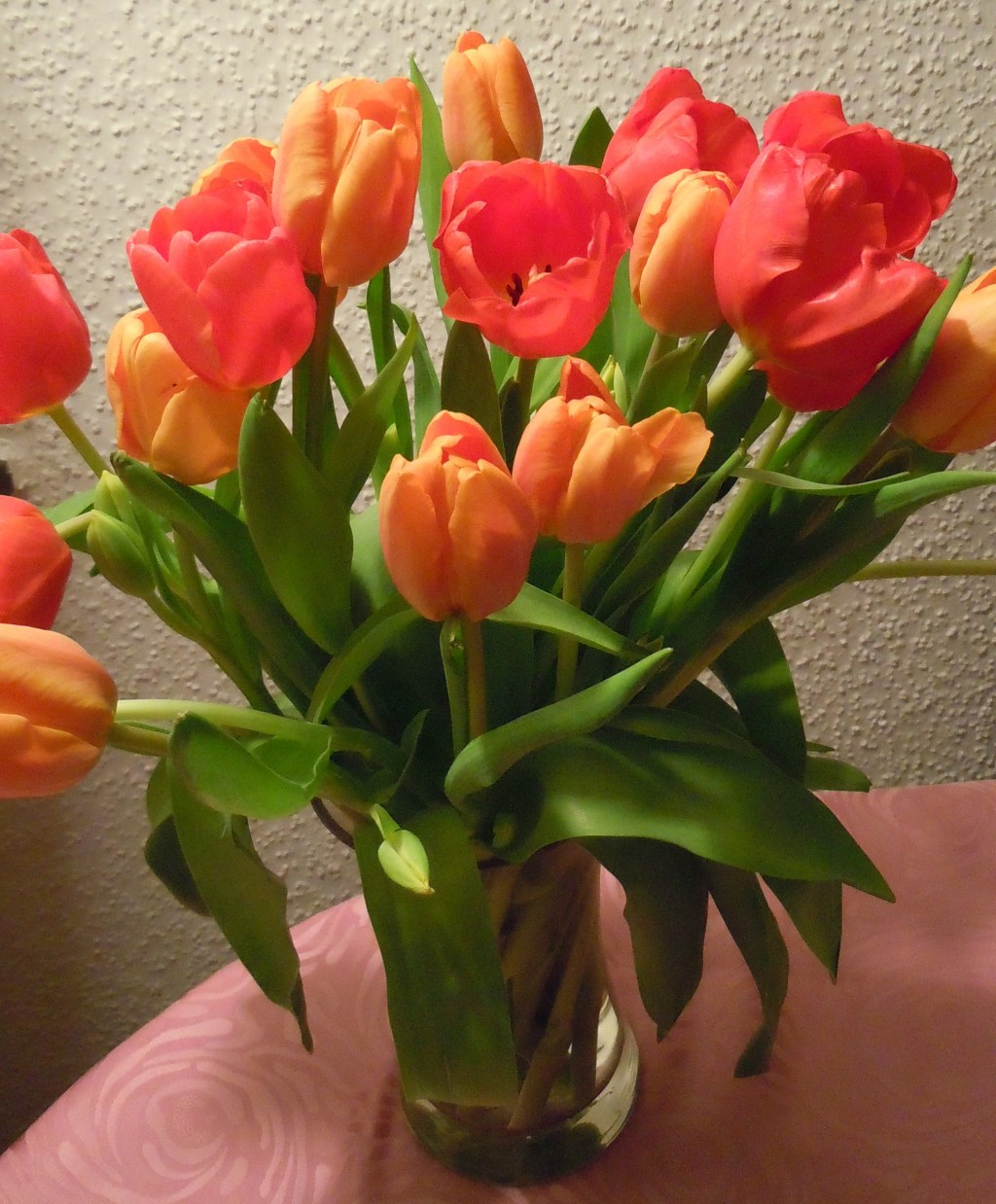 Tulpen Tulpen