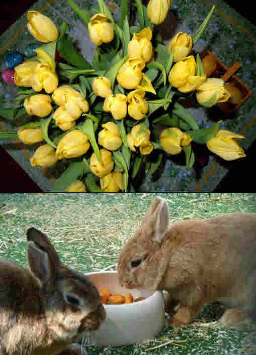 Ostern Ostern