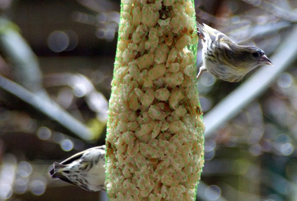 vogel vogel