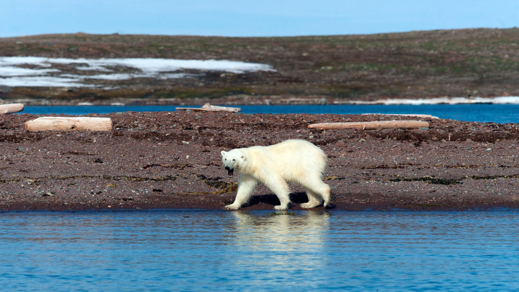 Eisbär Eisbär
