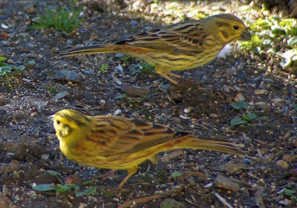 vogel vogel