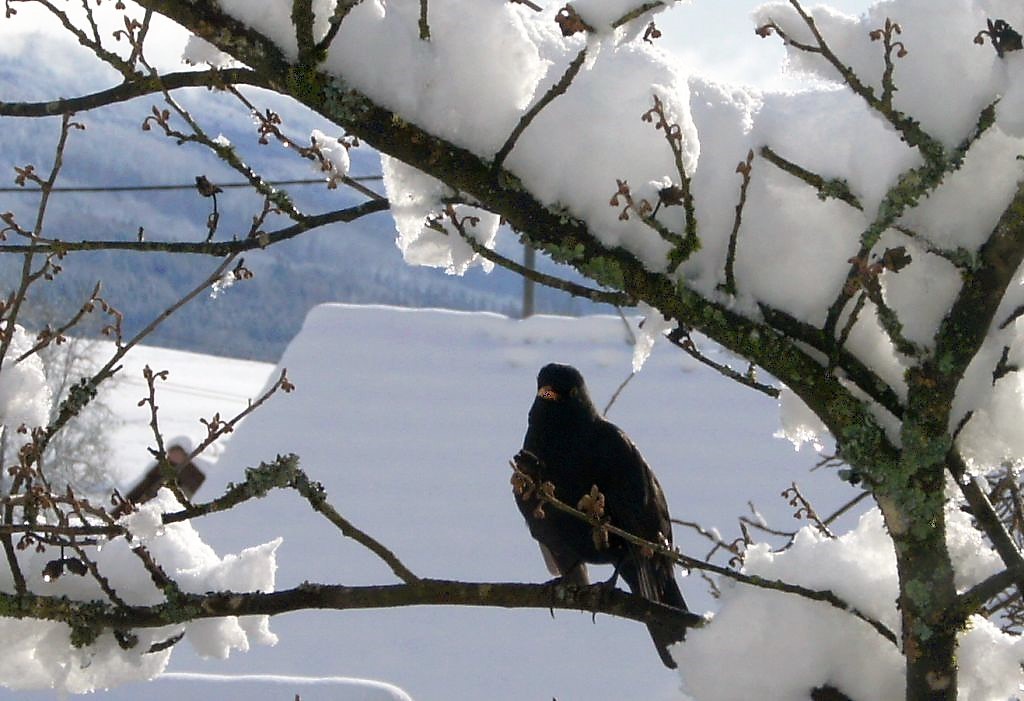 vogel vogel