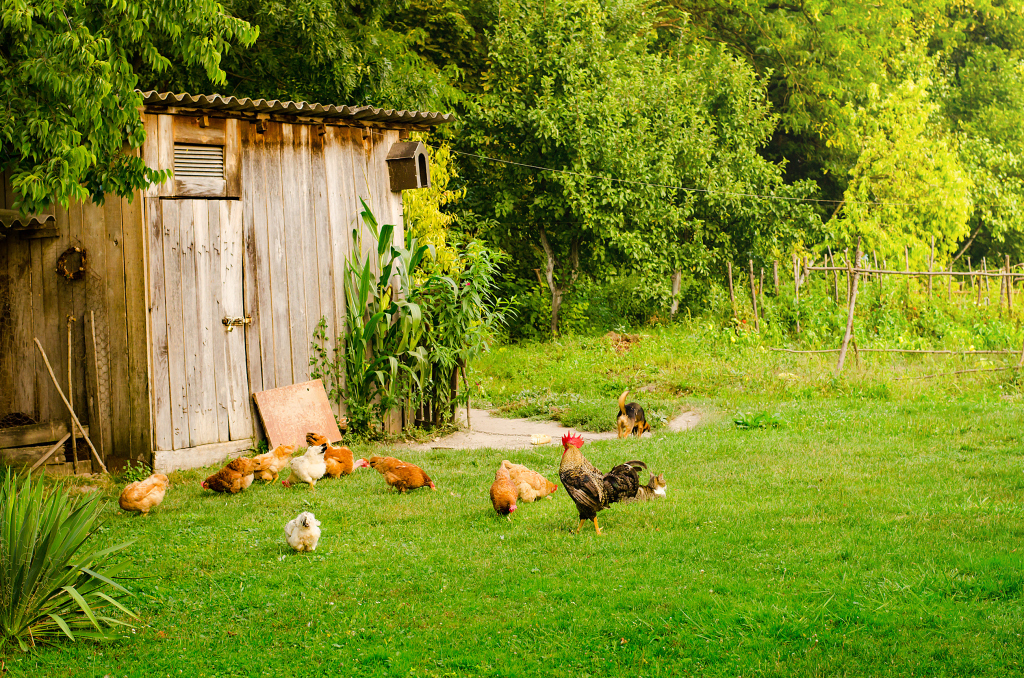 Hühner im Garten Hühner im Garten