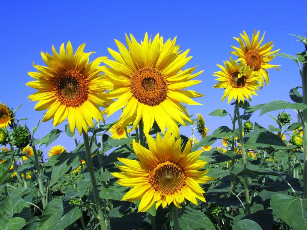 Sonnenblumen Sonnenblumen