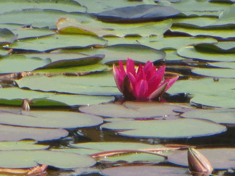 seerose seerose