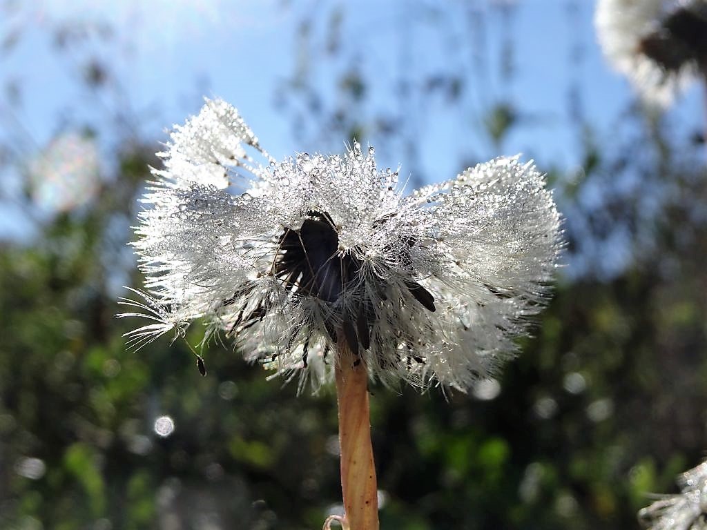 herbst herbst