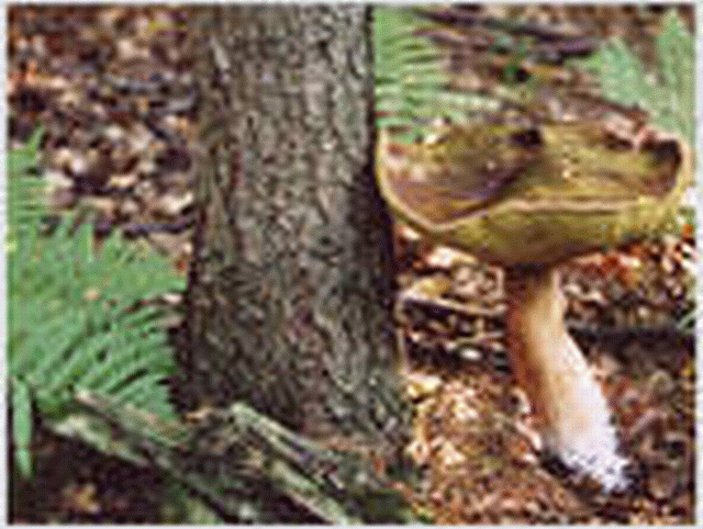 Pilz Pilz