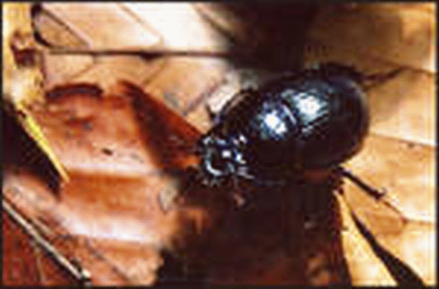 Ein Käferlein im Walde Ein Käferlein im Walde