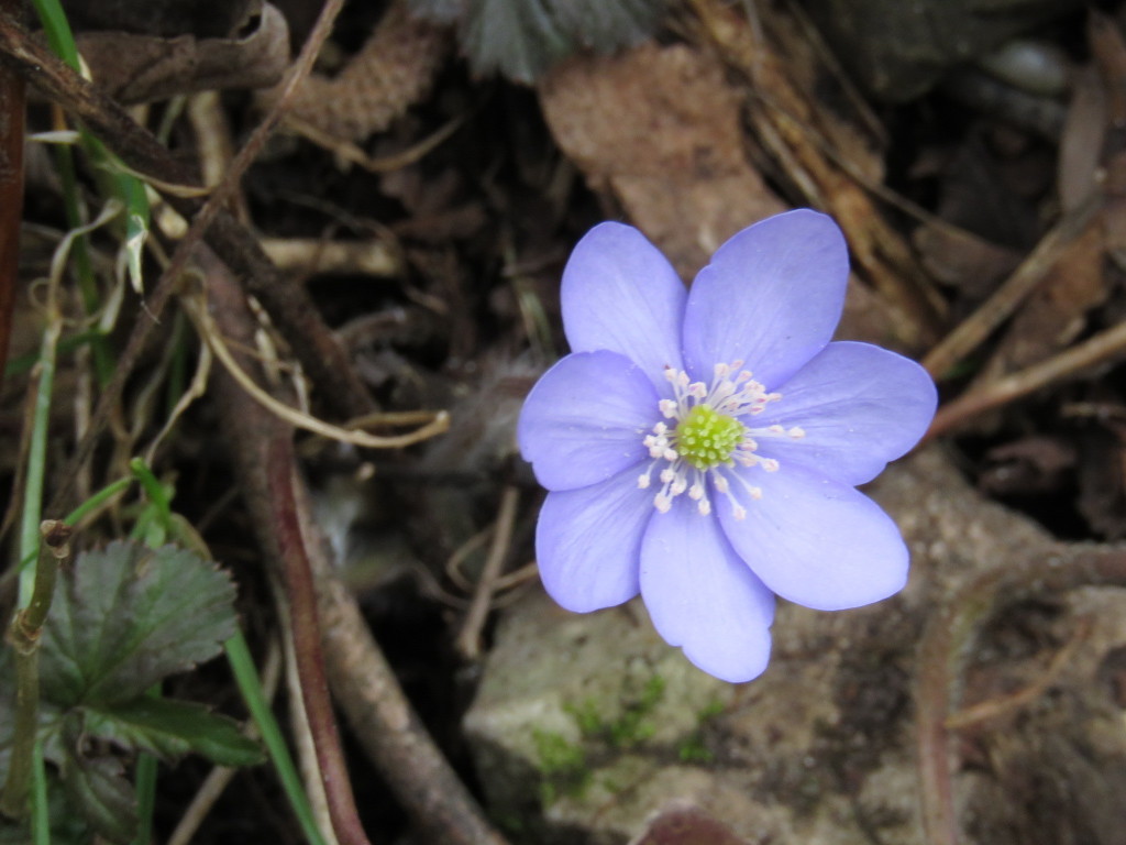 Leberblümchen Leberblümchen
