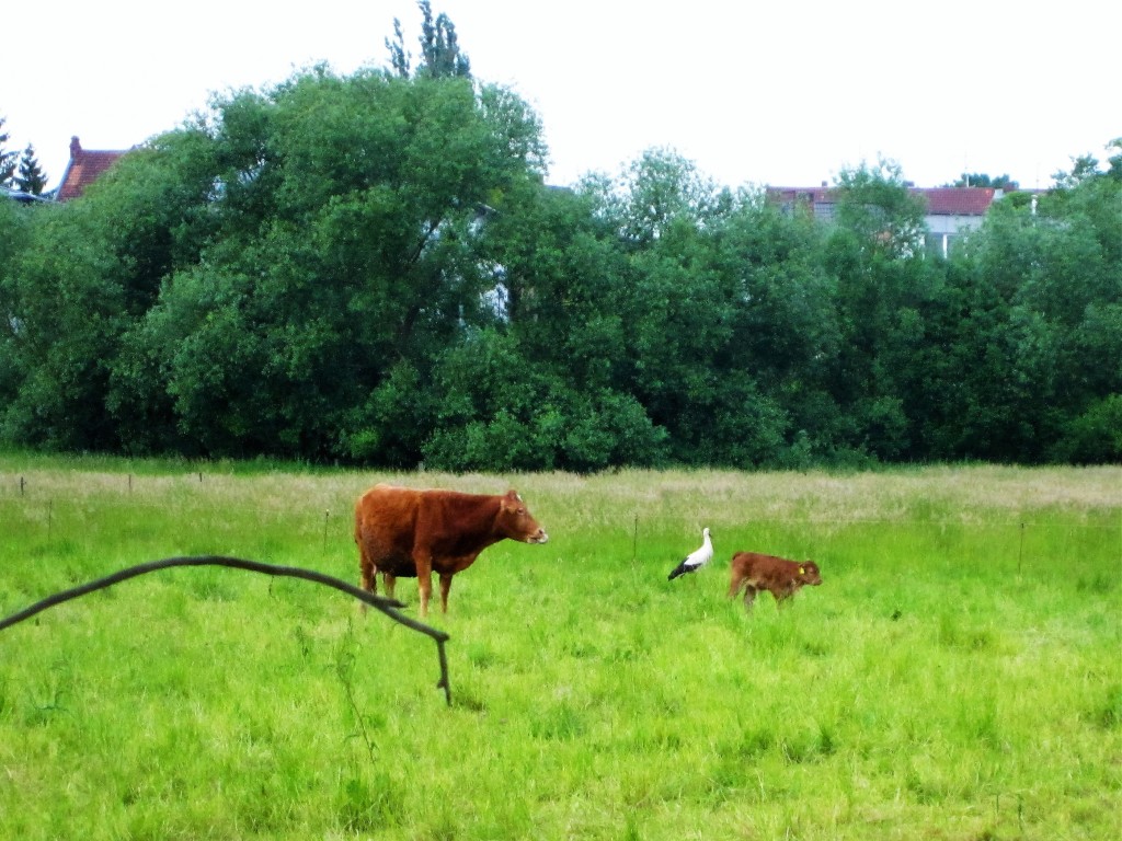 Leineauen Leineauen