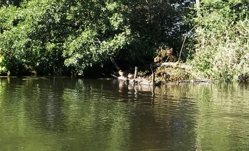 Enten Enten