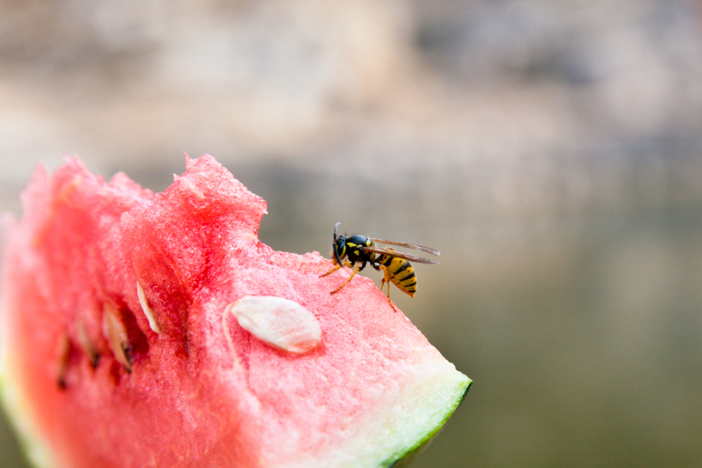 Wespe auf einem Stück Wassermelone Wespe auf einem Stück Wassermelone