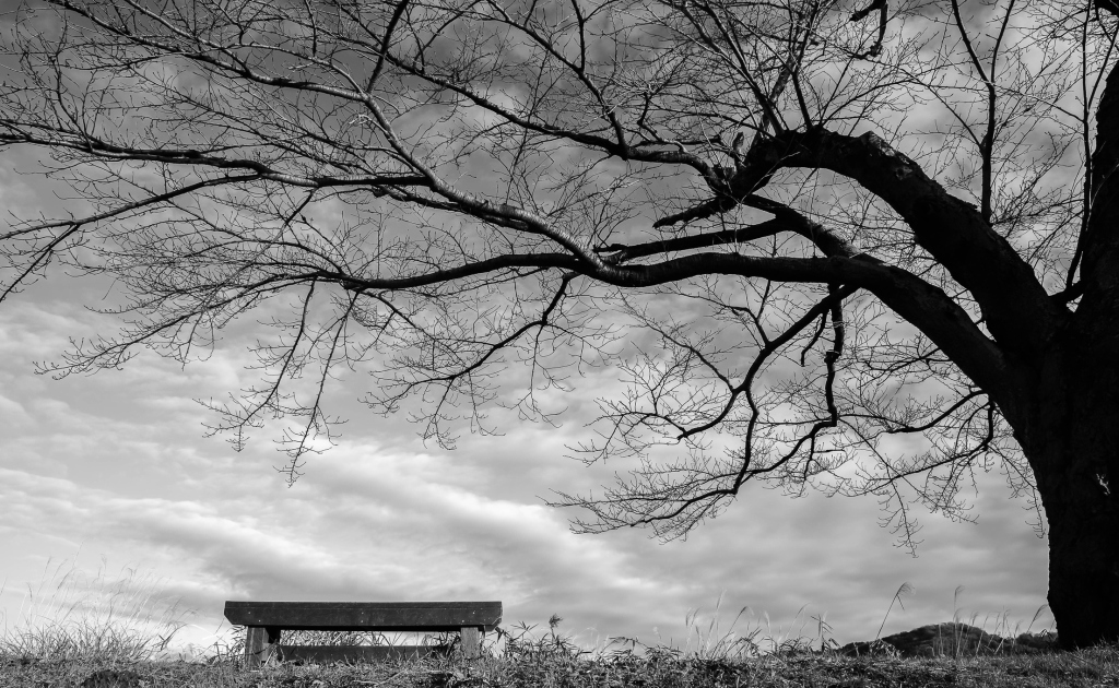 Baum und Bank in schwarzweiß Baum und Bank in schwarzweiß