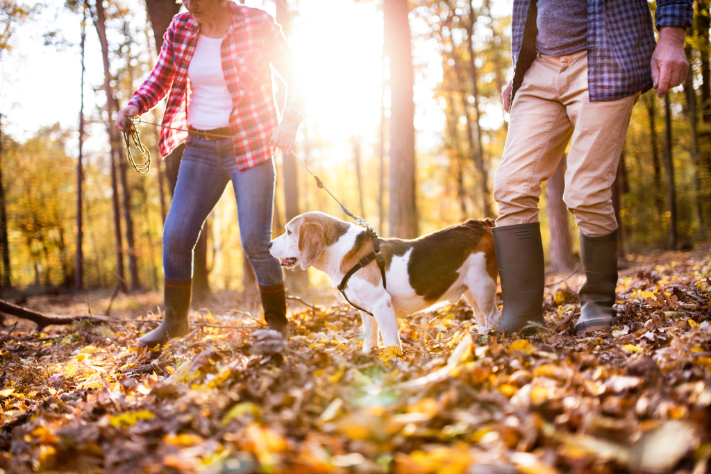 Paar mit Hund im herbstlichen Wald Paar mit Hund im herbstlichen Wald