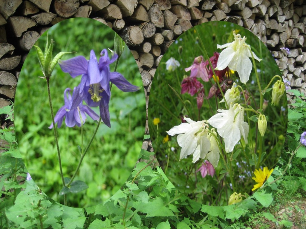 Wanderung mit Trudel Wanderung mit Trudel