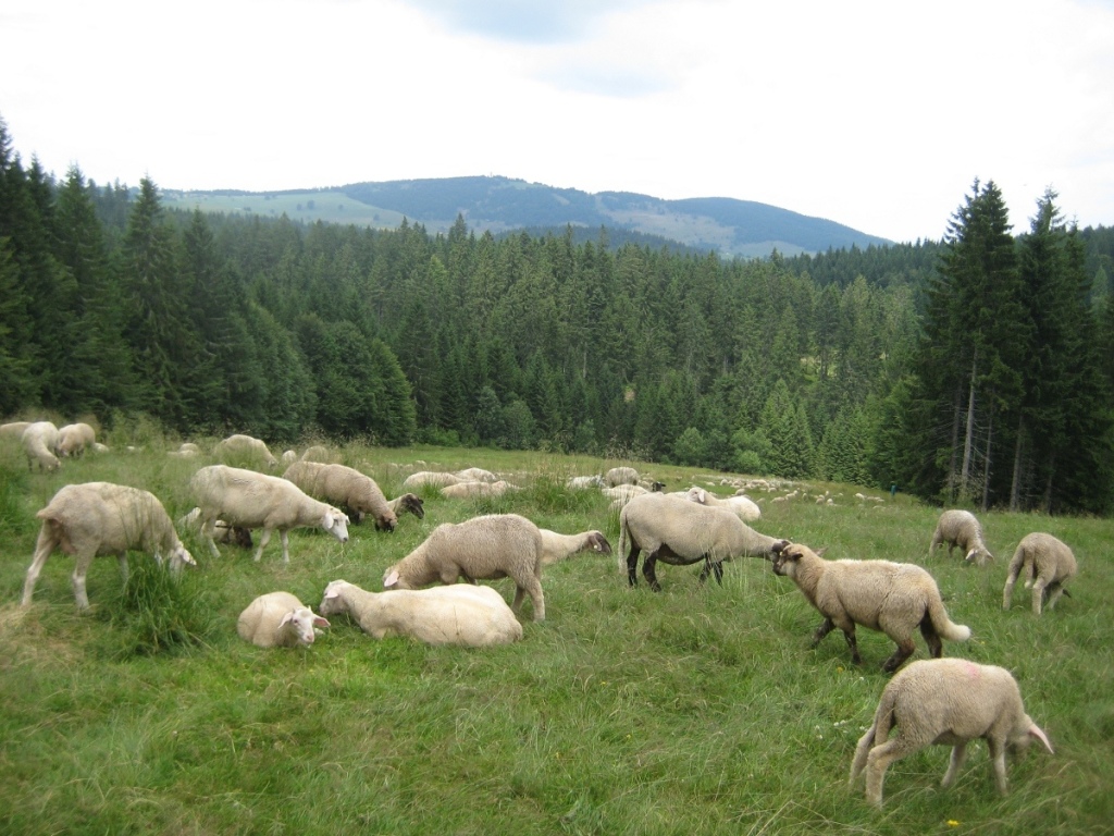 Wanderung mit Trudel Wanderung mit Trudel
