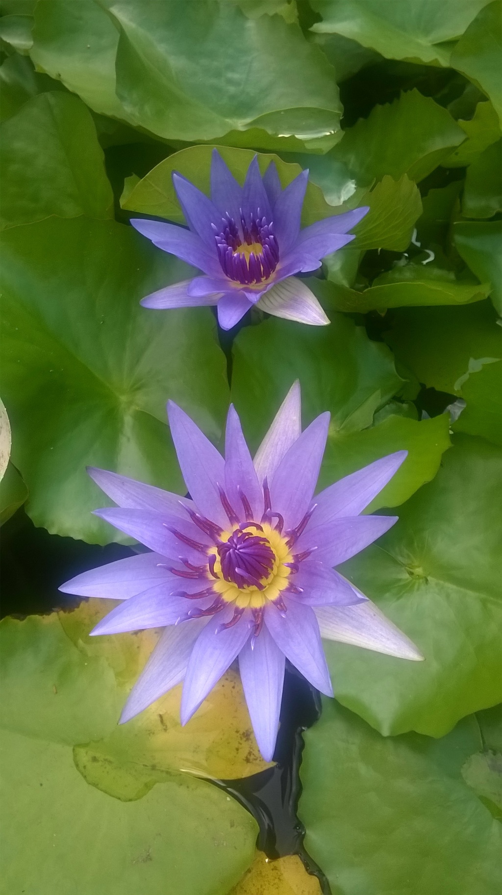 Wasserrose Wasserrose