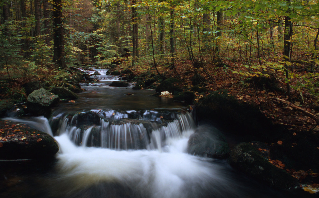 National Park Bayerischer Wald National Park Bayerischer Wald