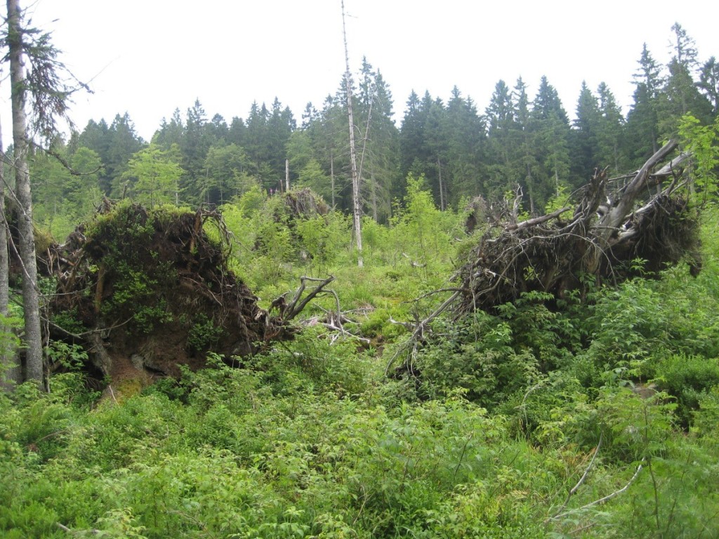 Wanderung mit Trudel Wanderung mit Trudel