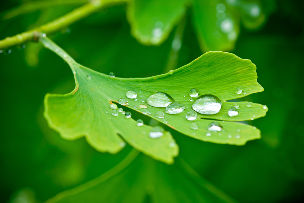 Ginkgo-Blatt Ginkgo-Blatt